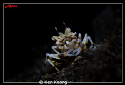 SNOOT SHOT WITH SUBSEE +10 by Ken Keong 
